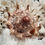 Thumbnail: Small imperial volute on white coral.