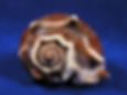 Thumbnail: Beautiful shell for a hermit crab.