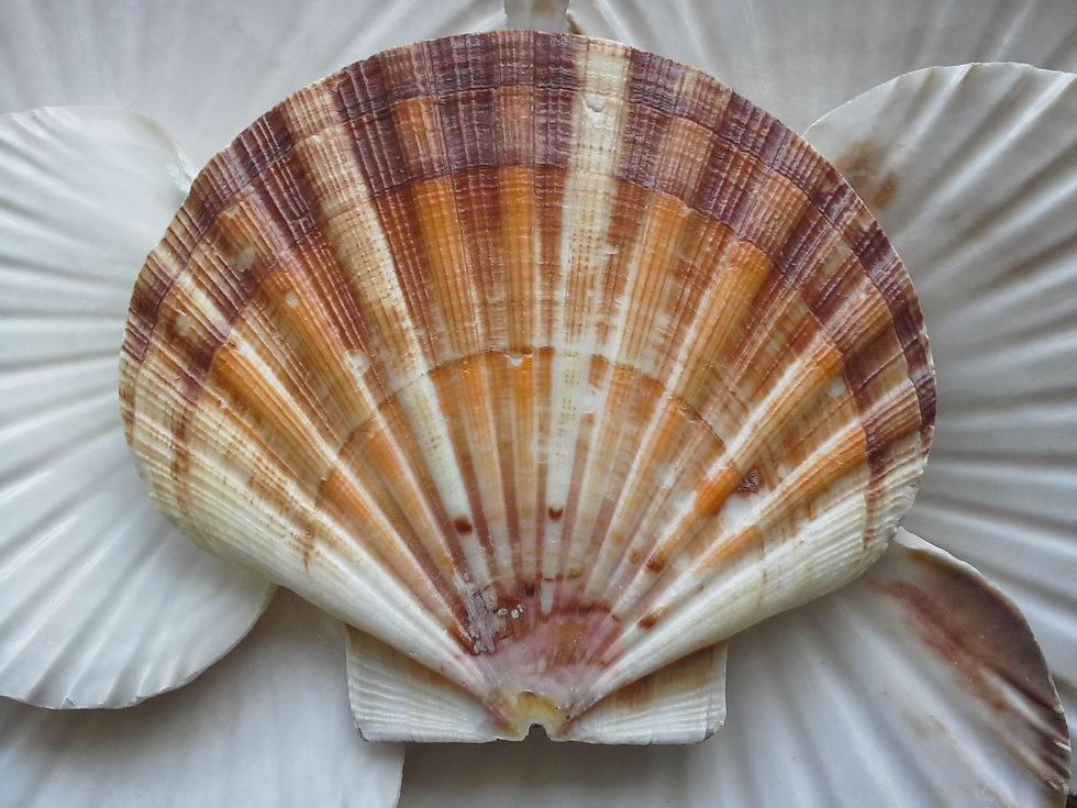 Thumbnail: Beautiful flat Irish flat scallop seashell.