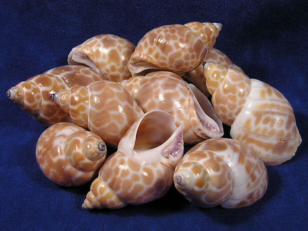Babylon Zeylandica Shells - Babylonia Zeylanica