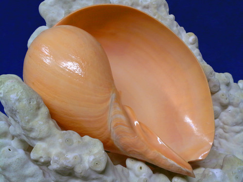 Indian Melon Seashells - Melo melo - Indian Volute