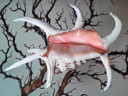 Chiragra Spider Conch - Lambis Chiragra