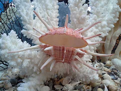 Thumbnail: Spondylus regius regal thorny oyster with coral and seashells.