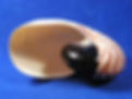 Thumbnail: Large aperture of a nautilus pompilius sea shell.