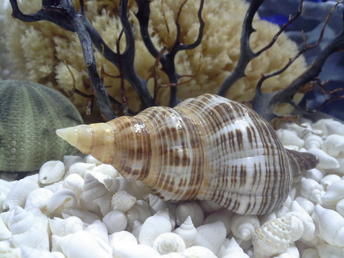 Brown Fox Seashells - Pleuroploca filamentosa