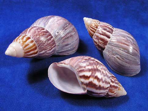 Japanese Land Snail Hermit Crab Shells