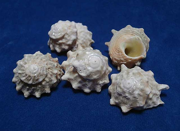 Star Turban Shell Astraea Star Shells - Astraea calcar