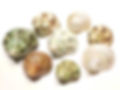 Thumbnail: 8 Pack of small turbo sea shells.