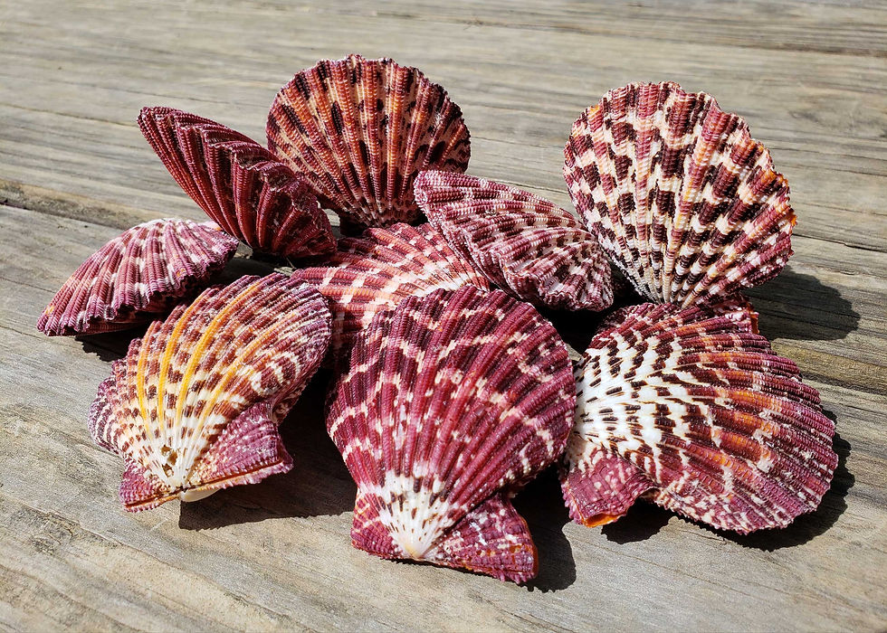 Thumbnail: Sunny Pallium Pectins on wooden table.