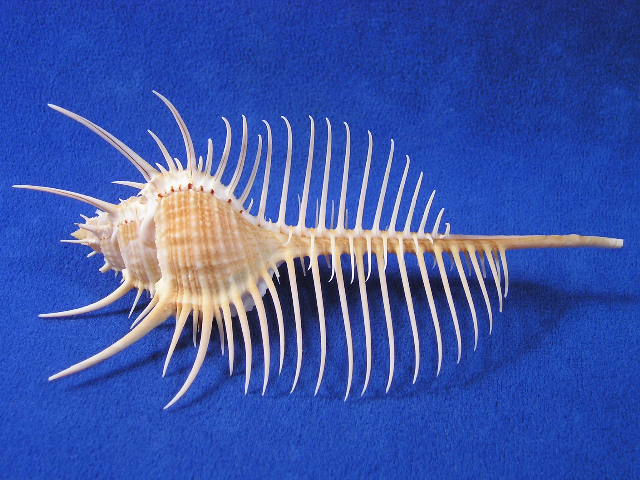 Thumbnail: Perfect long spines of a venus comb murex seashell.