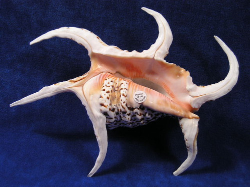 蘭アミコケムシa2+③ ツノナガコブシ　クサイロカノコ　アンティーク貝殻 Chiragra Spider Conch - Lambis Chiragra