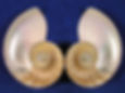 Showing the inside of both halves of a nautilus shell cut in half.