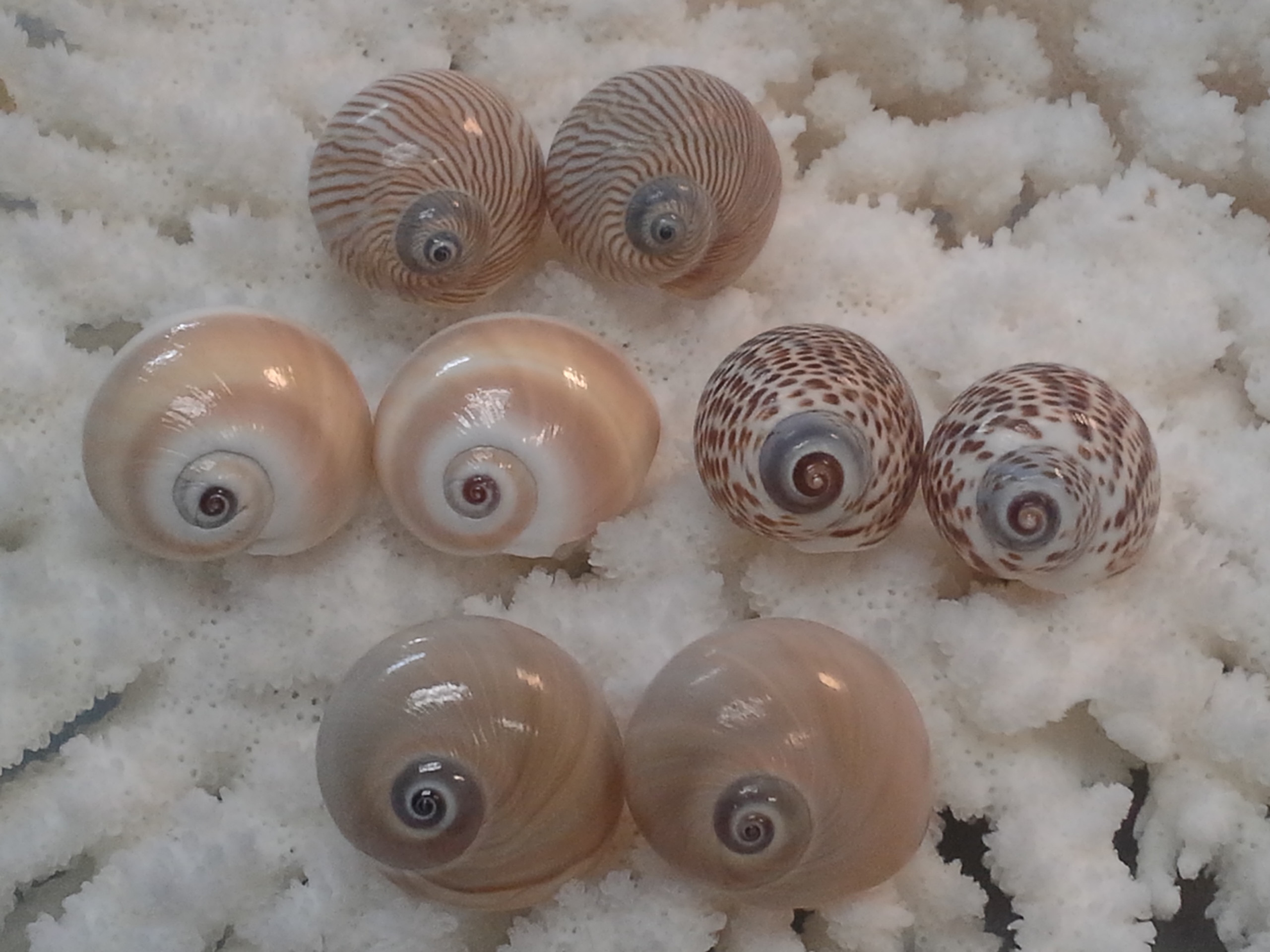 Mooano Shell Moon | Naples Sea Shells