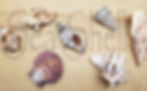 Medium sized sea shells on wooden board that says "Sea Shells".