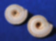 Thumbnail: Bottom of two sundial sea shells look like spiral staircases.