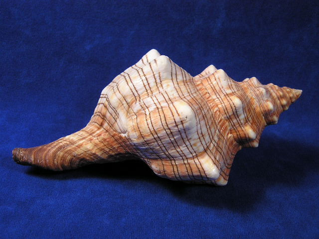 Thumbnail: Natural growth mark on a striped fox horse conch seashell.
