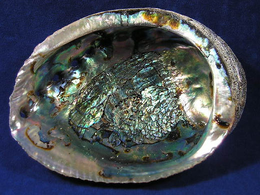 Green Abalone - Haliotis fulgens