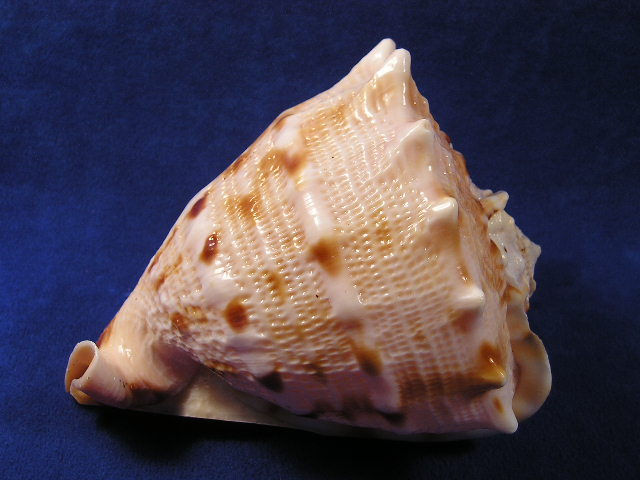 Thumbnail: Juvenile yellow helmet seashell has indentations on the body whorl.