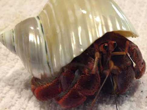 Thumbnail: Jean val Jean wearing a bright shiny polished silver turbo hermit crab shell.