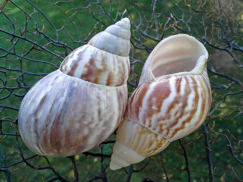 【Neokyo公式アカウント10】 蝸之殼Snail Shell file.jpg