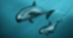 vaquita-marina2.jpg