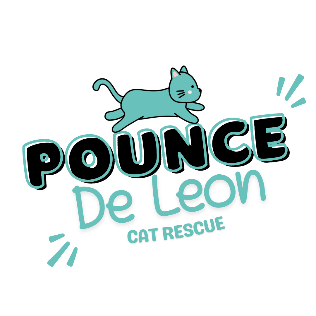 pounce-de-leon-cat-rescue-cat-adoption-fostering-atlanta-ga