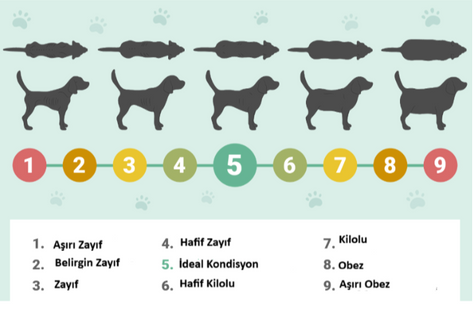 Köpek ve Kedilerde Obezite: Sessiz Bir Salgın