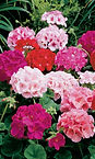 Geranium Seeds - Maverick Mix Flower Seeds in Packets & Bulk Eden Brothers.jpeg