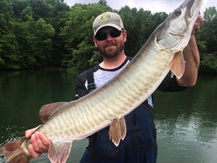 Tennessee Musky Fishing