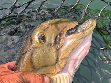 Weird and Odd Looking Muskies: Rare Deformed Musky Catches