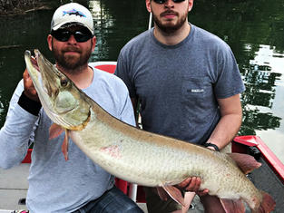 50 inch Musky. Tennessee Musky Fishing