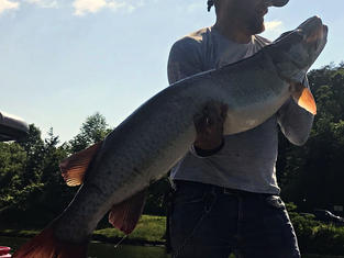 Tennessee Musky Fishing