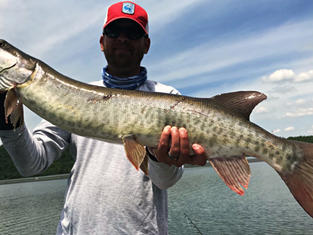 Tennessee Musky Fishing