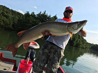 Monster Tennessee Musky