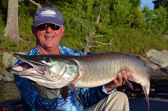 fall musky fishing lures Mini D 6 Soft Swimbait 6 oz weight for fast dives and strong pulls 150 lb braided Kevlar internal rig Two 6/0 Mustad treble hooks Hitch Early Fall Topwater Tactics for