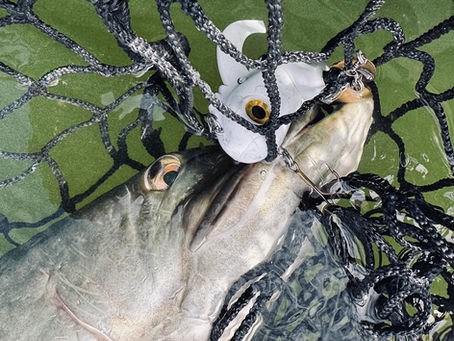 Tennessee Musky Strategy and Tactics: How to Read Plan and Catch More Muskies