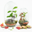 Thumbnail: Sphere of life Terrarium Plant