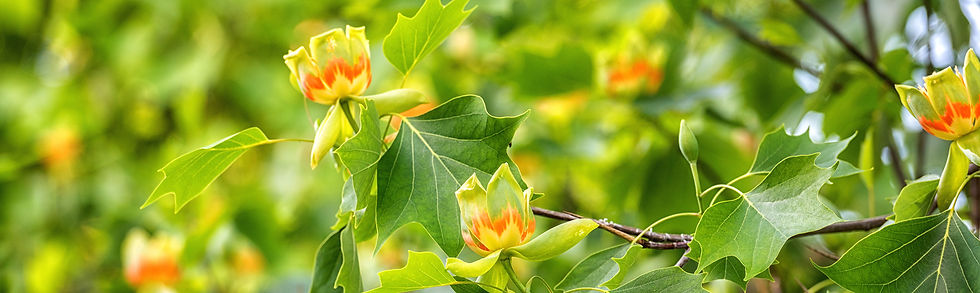 Tulip Poplar banner.jpg