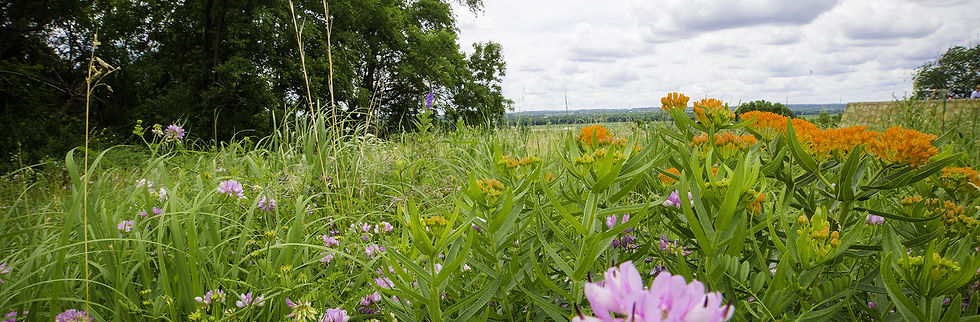 Bloomington_wild flowers1.jpg