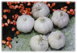 Mandala de Alimentos