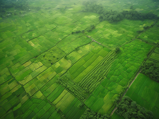 Invest in Maharashtra's Agricultural Land with Visionary Land Developers.