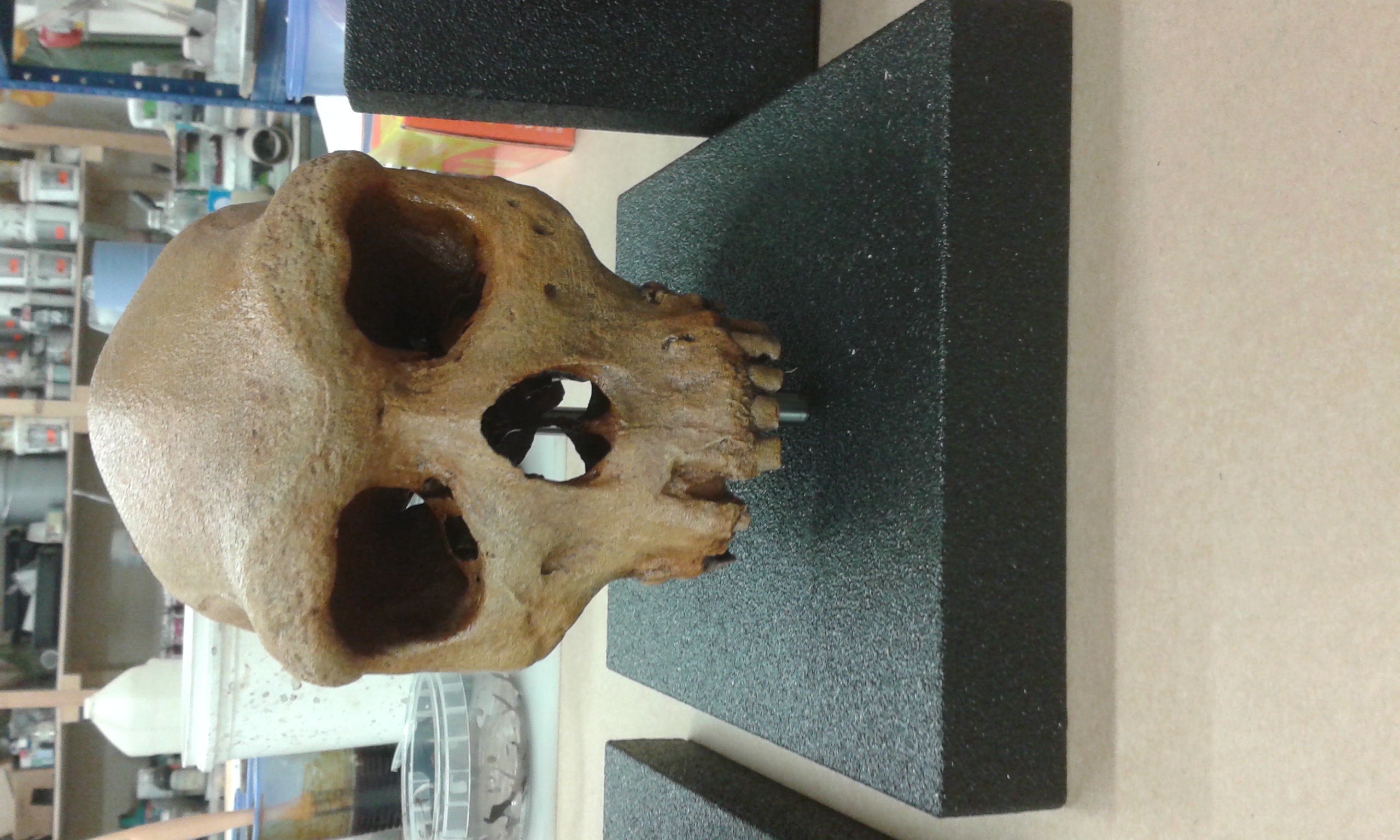 Replica Skull