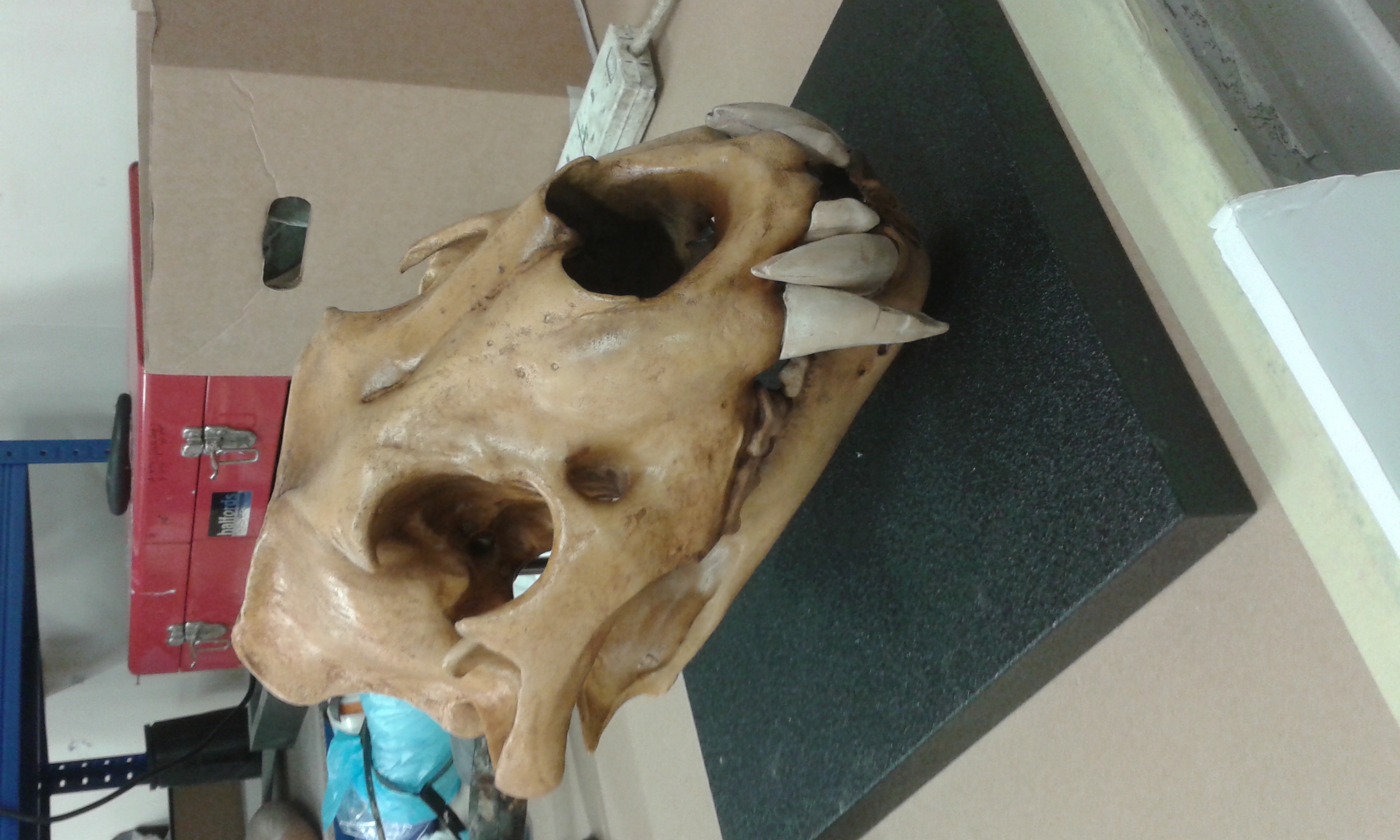Replica Barbary Lion Skull