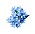 forget me not