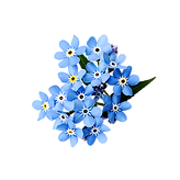 forget me not
