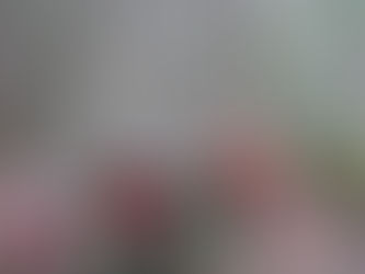 Sierra Club Report: Endangered old-growth forests identified for interim protection  targeted by logging industry  