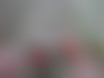 Sierra Club Report: Endangered old-growth forests identified for interim protection  targeted by logging industry  