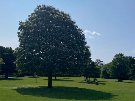 Nature Sets the Standard: Understanding the Laws of Longevity