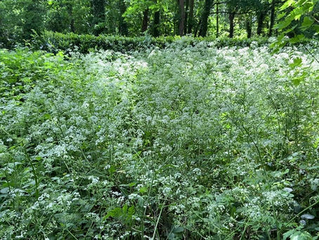 Yarrow for Colds and Flu