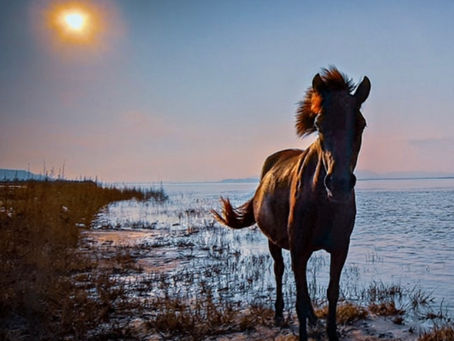 Water Horse month has arrived